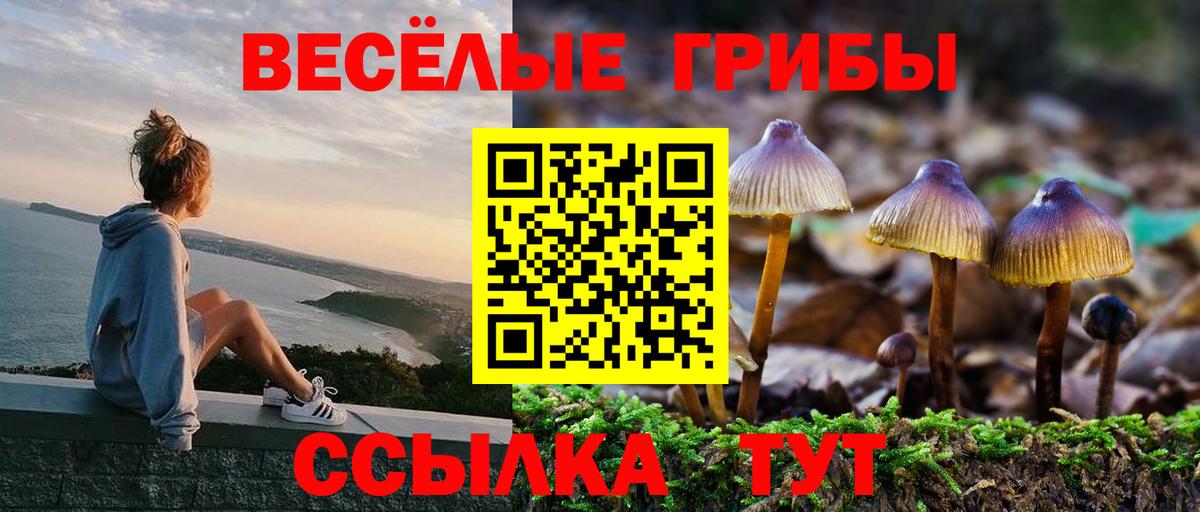 Псилоцибиновые грибы Cubensis Избербаш